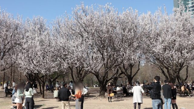 2024年4月に渡韓する人必見！桜が綺麗な観光地5選を紹介