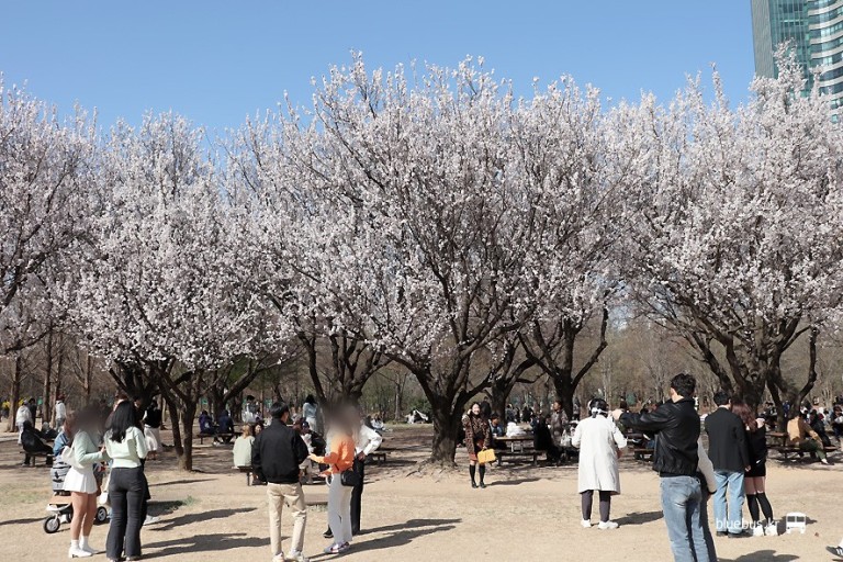 2024年4月に渡韓する人必見！桜が綺麗な観光地5選を紹介